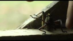 La rabia de Clara / Clara´s rage