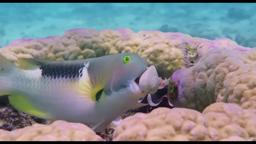 OCEANS 3D: OUR BLUE PLANET Full Trailer - Now Showing