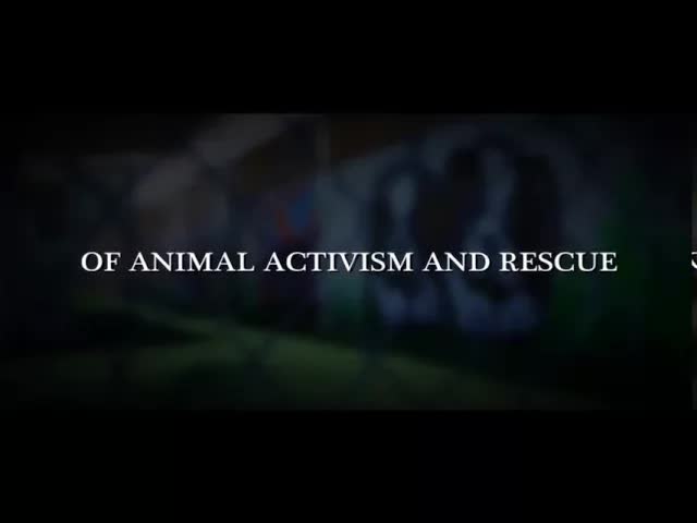 "Give Me Shelter" Theatrical Trailer - Produced by Katie Cleary