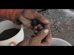 The Greenhorns trailer