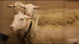 Sight & Sound Theatres® - JESUS: Training the Animals