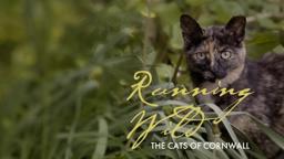 Running Wild: The Cats of Cornwall | Knowledge Network