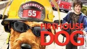 Firehouse Dog