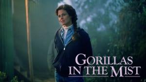 Gorillas in the Mist