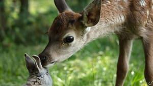 Bambi: A Tale of Life in the Woods