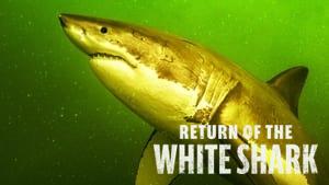 Return of the White Shark