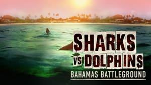Sharks vs. Dolphins: Bahamas Battleground