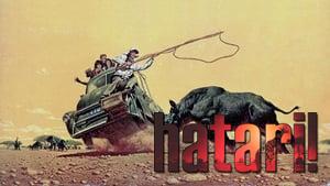 Hatari!