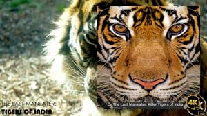The Last Maneater: Killer Tigers of India
