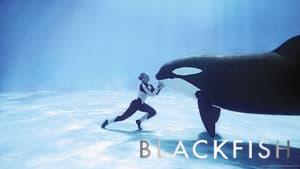 Blackfish