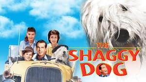 The Shaggy Dog