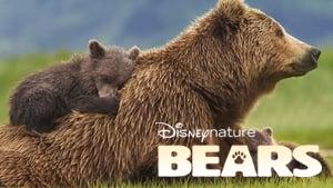 Bears