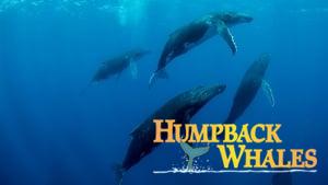 Humpback Whales