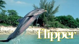 Flipper