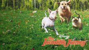 The Incredible Journey