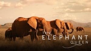 The Elephant Queen