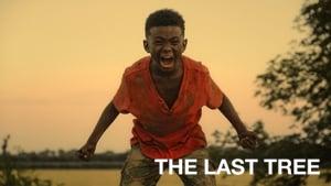 The Last Tree