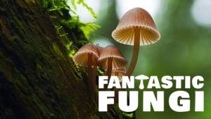 Fantastic Fungi