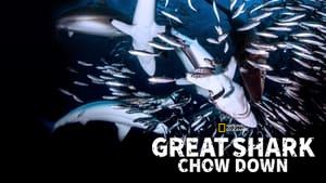 Great Shark Chow Down