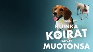 How Dogs Got Their Shapes