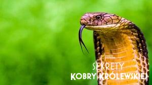 Secrets of the King Cobra