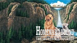 Homeward Bound: The Incredible Journey