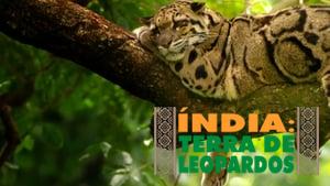 India's Wild Leopards