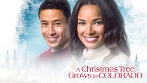 A Christmas Tree Grows in Colorado