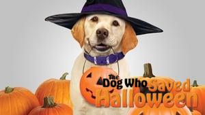 The Dog Who Saved Halloween