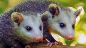 Nature's Cleanup Crew