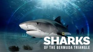 Sharks of the Bermuda Triangle