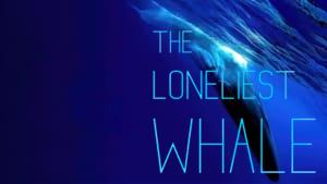 The Loneliest Whale: The Search for 52