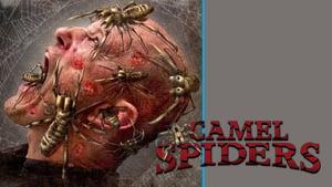 Camel Spiders