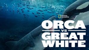 Orca Vs. Great White