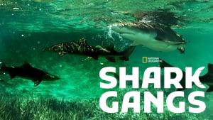 Shark Gangs