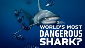 World's Most Dangerous Shark?