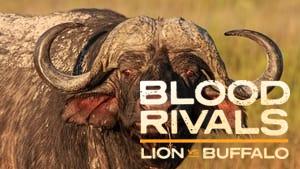 Blood Rivals: Lion vs Buffalo