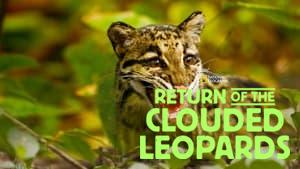 Return of the Clouded Leopards