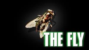 The Fly