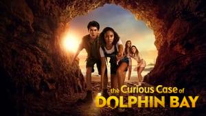 The Curious Case of Dolphin Bay