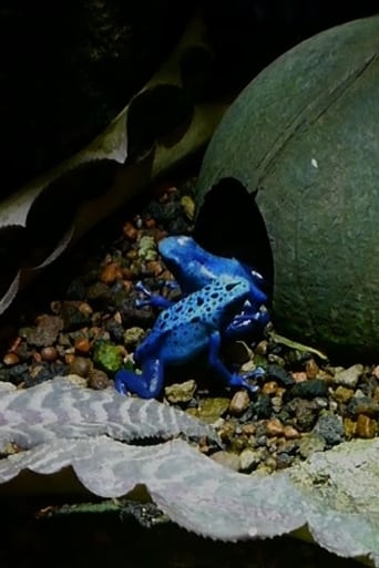 Prelude of the Moving Zoo Poster